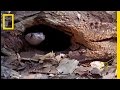 Cobra and Monitor Lizard Encounter