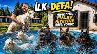Keçilerim ve Köpeklerim İLK DEFA Aynı Havuzda Yüzdü! (Efsane Anlar)