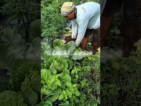 panen sawi putih #shorts #budidayatanaman #pertanian #gardening #harvest #vegetables #viral #sawi