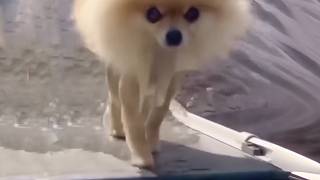 UNUSUAL MEMES COMPILATION V333