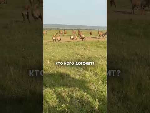 Кто кого догонит? #wildlife #путешествияафрика #африка #animals