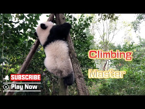 The Tutorial Video Of Climbing Tree | iPanda