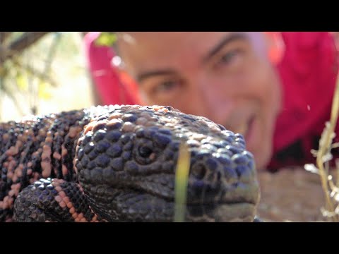 Don't Mess With Da Pumkin.  Funny Nature & Fun Travel. 4K