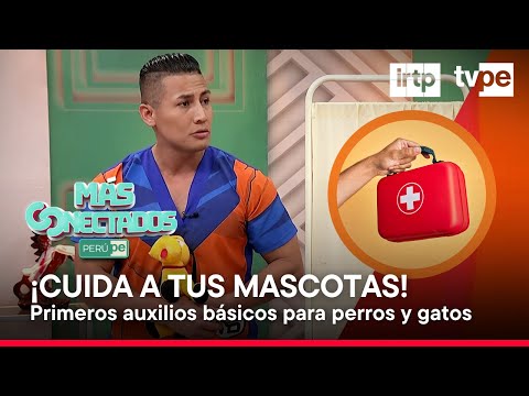 Aprende lo más importante de los primeros auxilios para mascotas