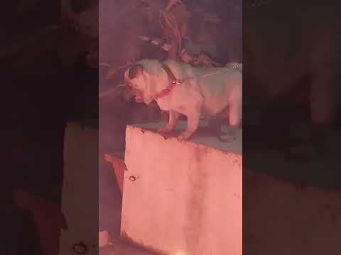 Diwali 2025 #diwali #diwali2025 #diwalicelebration #diwalispecial #trendingshorts #shorts #dog