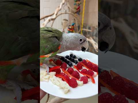 Parrots Enjoy 4th of July Food