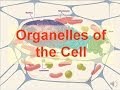Exploring Cell Organelles and Their Functions