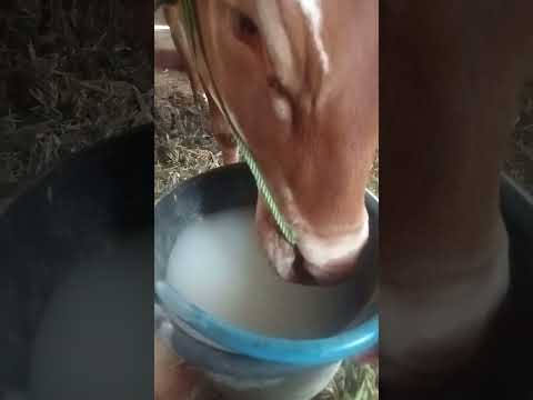 Suketi suka minum air cucian beras guyss.. #suksesternaksapi #peternaksejahtera