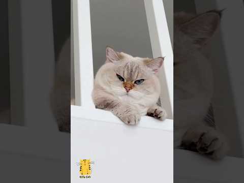 Funny Cat & Cute Kittens598😻 #shorts #kucing #kucinglucu #funny #pet #cat #foryou #viral #viralvideo