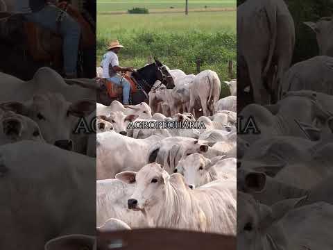 Richard Explica: Por Que o Mundo Teme o Agro Brasileiro? 🌽🌱🥩
