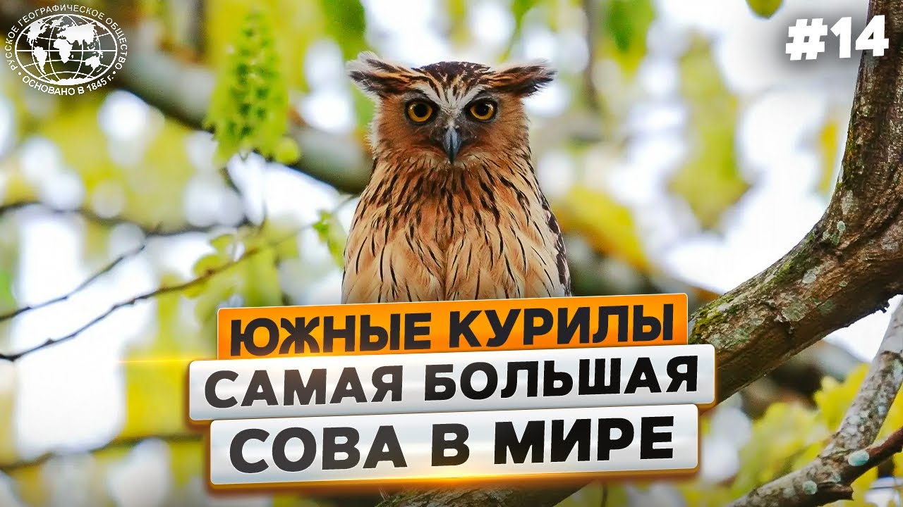Южные Курилы: глубоко ли ныряют утки и каких рыб ест филин - Русское географическое общество