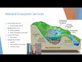 Wetland Ecosystems and Their Services