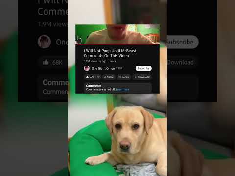 #memes #story #dog #shorts #pets