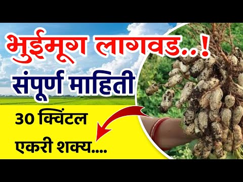 भुईमूग लागवड संपूर्ण माहिती / Bhuimug Lagawad sampurn mahiti