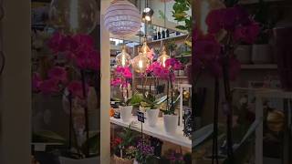 FRANKFURT MOMENT 🇩🇪 A walk through Kleinmarkthalle #shorts