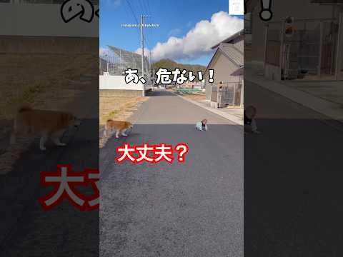 ぽっちゃり柴犬のお兄ちゃんの優しい姿と癒しの瞬間 サムネイル