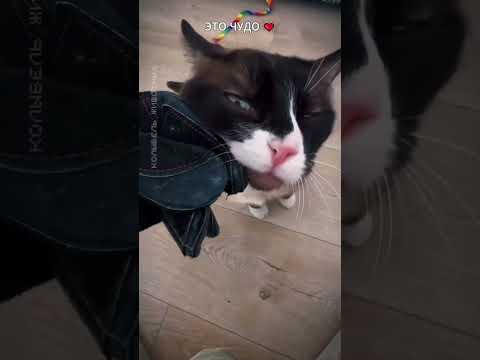 Никто до последнего не верил. ❤ Девушка приручила котика!