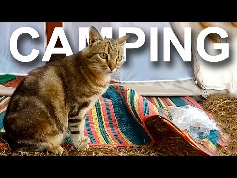 Camping Parole De Chat