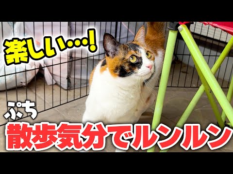 猫の動画サムネイル - 猫たちが散歩気分を味わえる”テラス席”を作ったら三毛猫がルンルンで遊びに来ましたwww