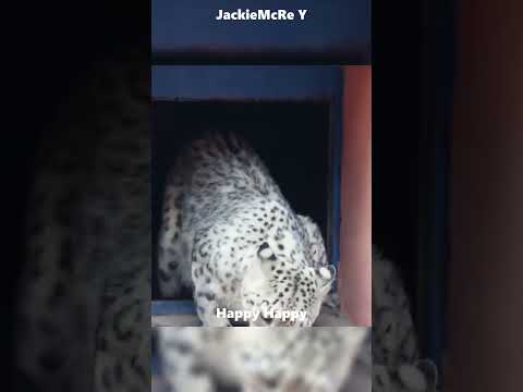 The Young Snow Leopard That Saved an Elder ๐