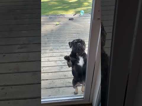 Adorable Dogs Dancing Part 26😍