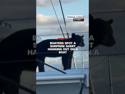 Boaters spot a surprise guest hanging out on a boat