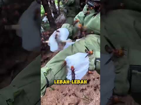 orang-orang ini nekad mengambil madu lebah hutan😱