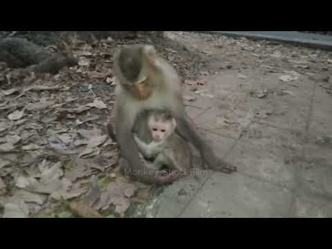 The cutest newborn monkey is consuming sweet milk because it is hungry.