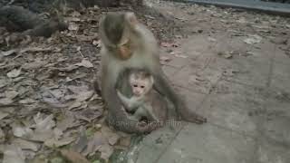 The cutest newborn monkey is consuming sweet milk because it is hungry.