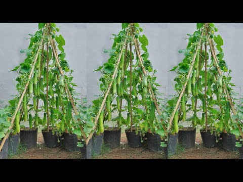 Grow cucumbers like this at home, no need to buy them from the market anymore!