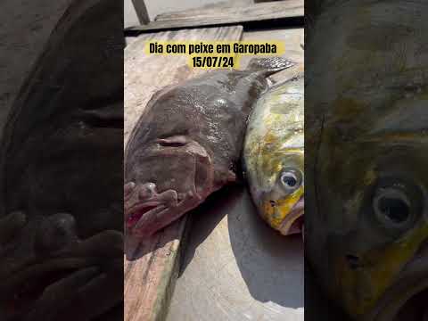 Dia com peixe em Garopaba 15/07/24