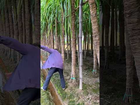 Xiguigang Muge white jade sugar cane looks like a tree from a distance. wrapped sugar cane leaves