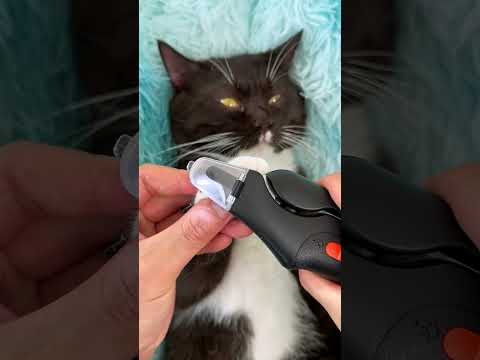 Soothing cat bedtime routine #cat #petnail