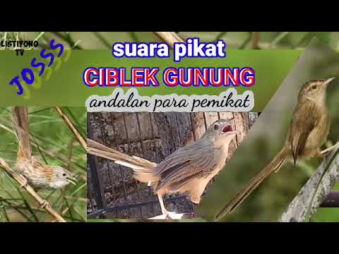 suara pikat CIBLEK GUNUNG terbaru.suara andalan para pemikat jitu