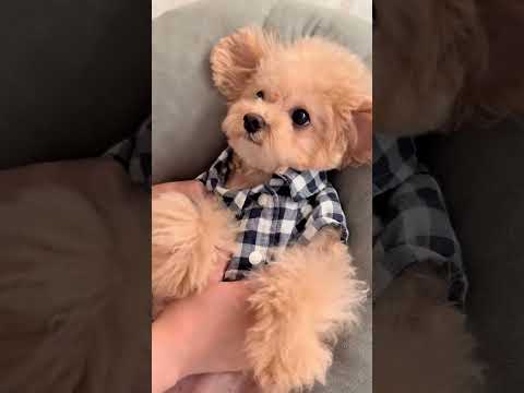 养狗人每天都会做的事是? #萌宠 #萌宠日常记录 #可爱的小狗 #毛孩子日常 #泰迪犬