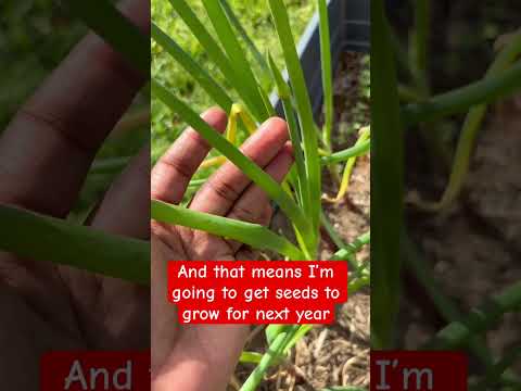 Onion flowers #onions#growyourownfood