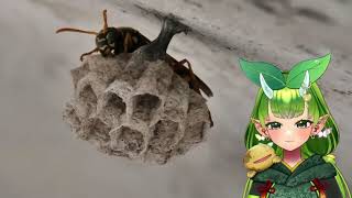 おさんぽしてたらハチさんいたのでながめてみた