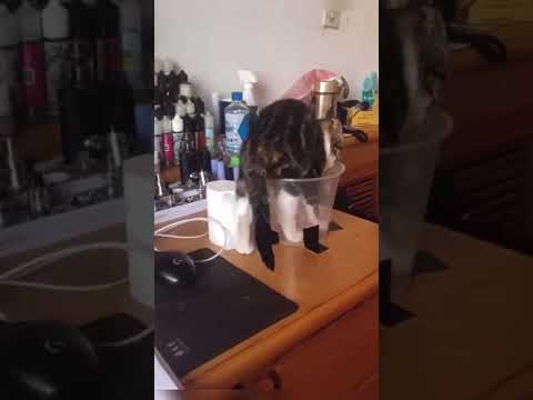 ?? #viralvideo #funny #trending #cat #trending #travel #video #viralshort #viralshorts #vlog #viral