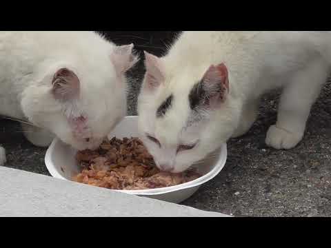 林崎漁港内地域猫茶白一家2025 6 12a