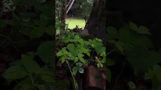 Rimjhim gire sawan #trendingreels #followers #love #reels #viralreels #trendingsongs #edit