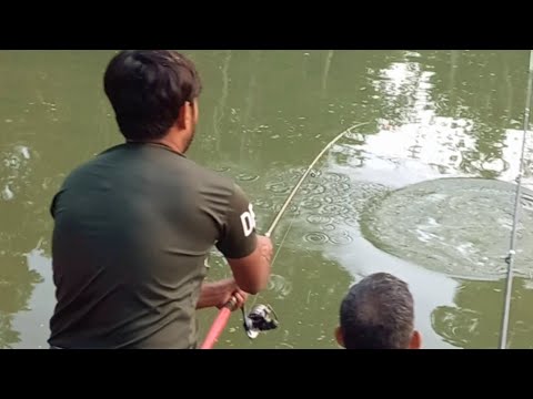 Big rohu fish hunting by fishing rod