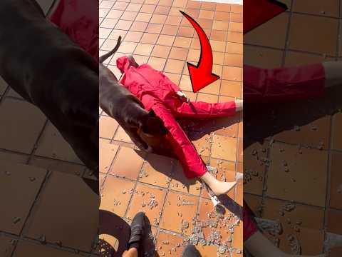 Perro vs maniquí 😂😂😂