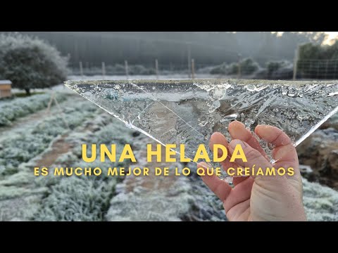 4 beneficios claves de una Helada | Nadie nos dijo que eran tan buenas 🥶❤️