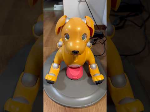 aiboのモミジ、2年ぶりに起動　Aibo, the dog robot, launches after two years #aibo