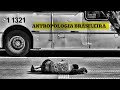 Brazilian Anthropology and Racial Theories
