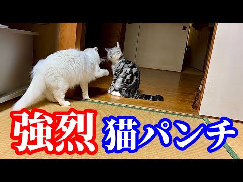 顔が歪む程の猫パンチを繰り出すお姉ちゃん猫