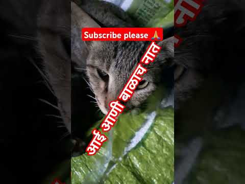 #brzalalasonyalastukahi khot nahi #बरजाल आलासोन्यातुआलास काही खोट नाही कुशित नसतेपिल्लूतरघाबरतेरेआई#