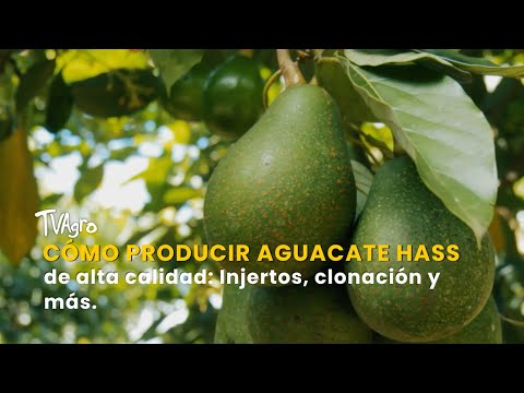 Cómo producir Aguacate Hass de alta calidad: Injertos, clonación y más-TvAgro por Juan Gonzalo Angel