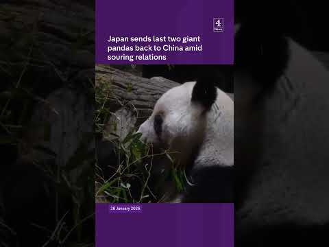 Japan returns last two pandas amid tensions