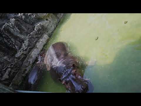 Hippos like to bask in the sun and bathe